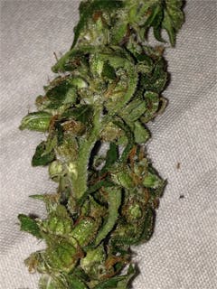 User uploaded image of North American Sativa
