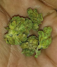 User uploaded image of North American Sativa