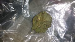 User uploaded image of North American Sativa