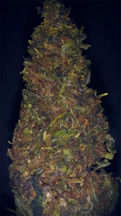 User uploaded image of North Indian