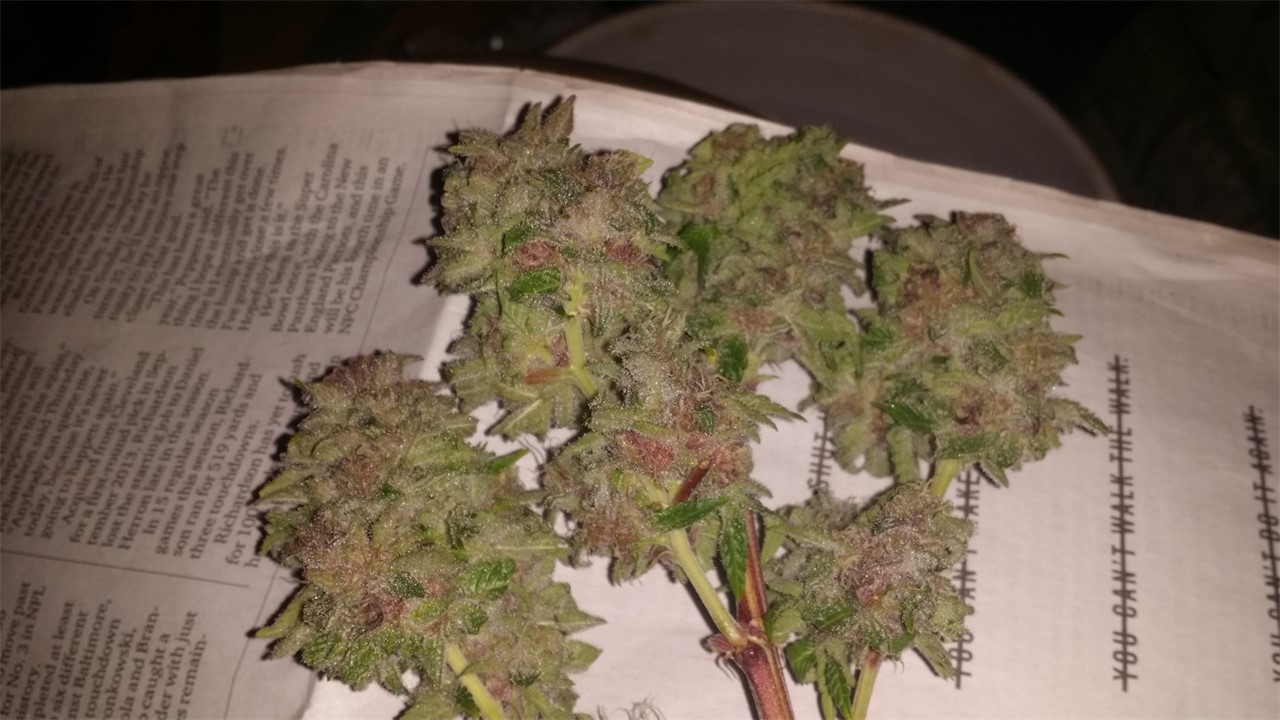 northern berry strain