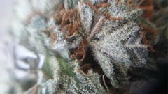 User uploaded image of Northern Berry