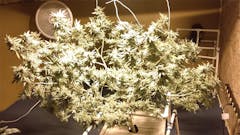 User uploaded image of Northern Berry