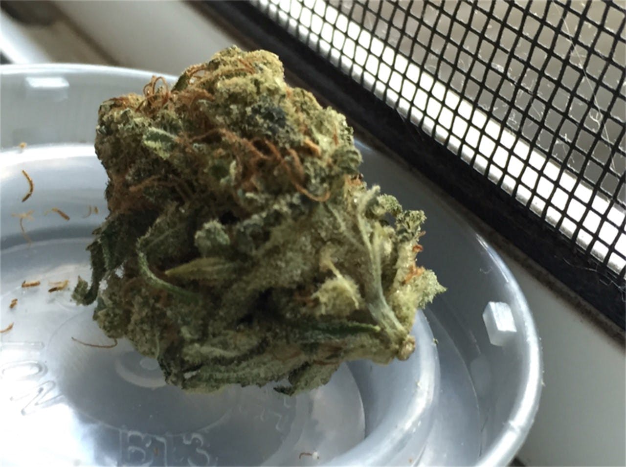 Northern Lights 5 x Haze Weed Strain Information Leafly