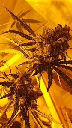 User uploaded image of Northern Lights #5 x Haze