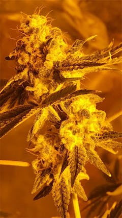 User uploaded image of Northern Lights #5 x Haze