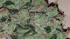 User uploaded image of Northern Lights #5 x Haze