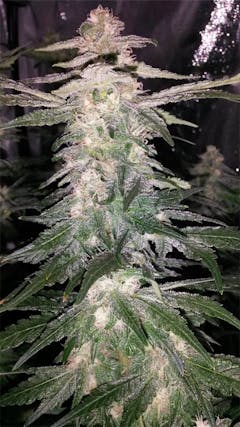 User uploaded image of Northern Lights #5