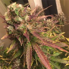 User uploaded image of Northern Lights #5