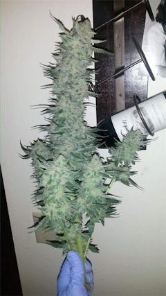 User uploaded image of Northern Lights #5