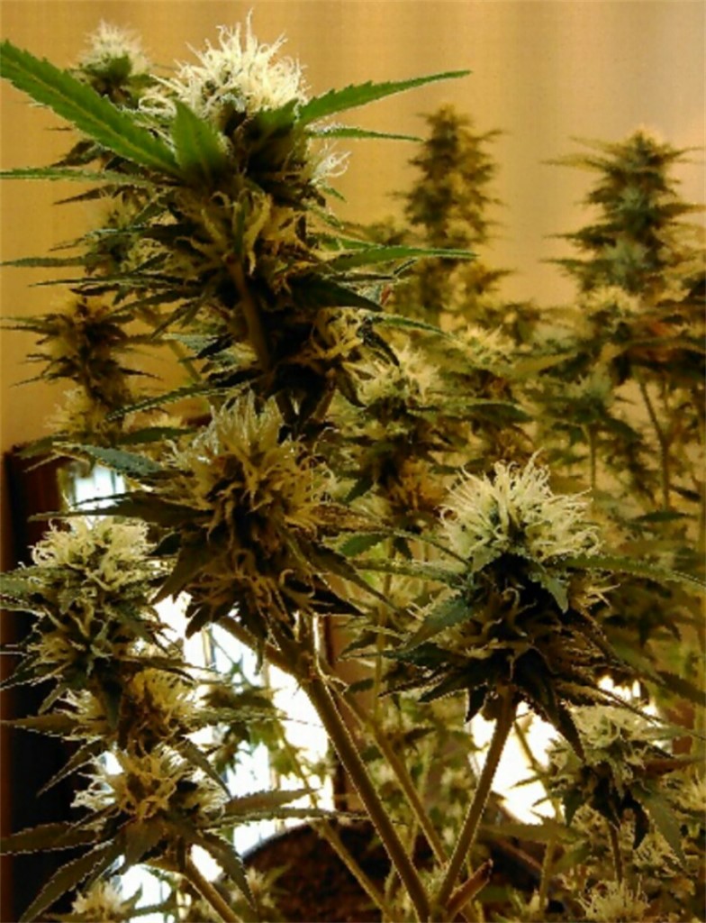northern lights weed