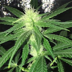 User uploaded image of Northern Lights #5