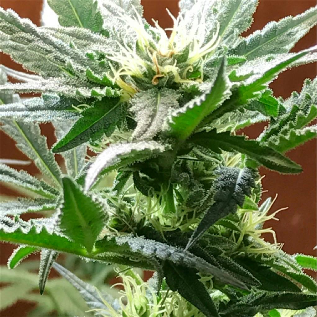 Northern Lights aka NL Weed Strain Information Leafly