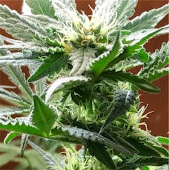 User uploaded image of Northern Lights