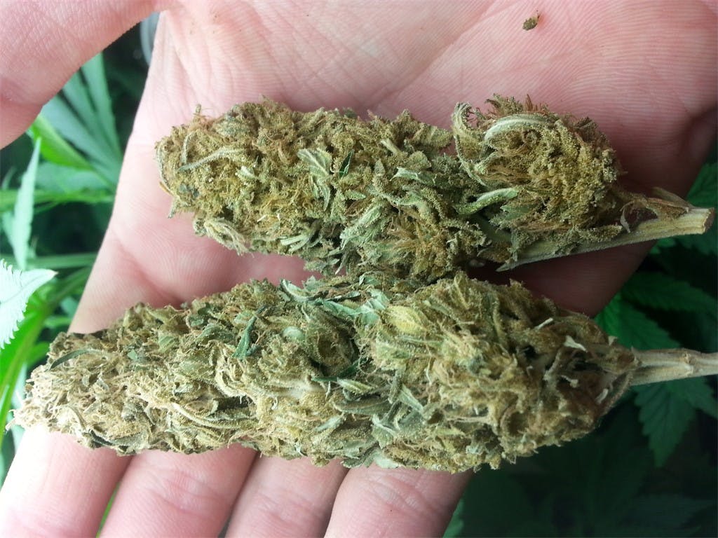 Photos of Northern Lights Weed Strain Buds Leafly