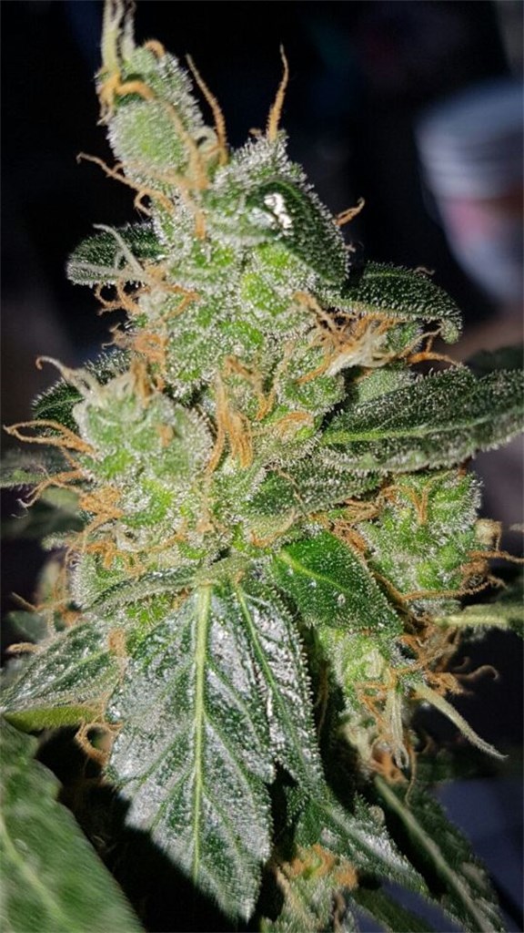 northern lights weed northern lights weed