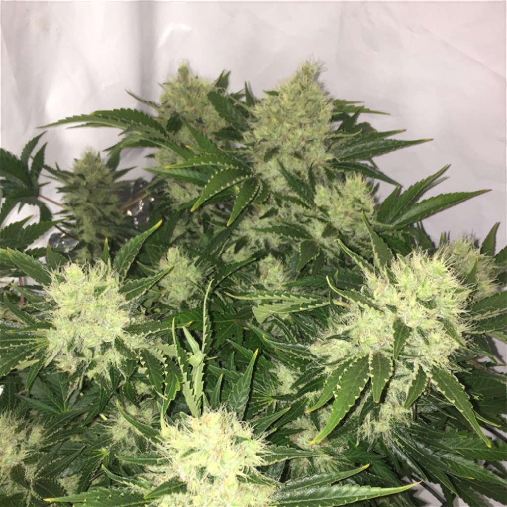 northern lights weed northern lights weed