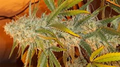 User uploaded image of Northern Lights