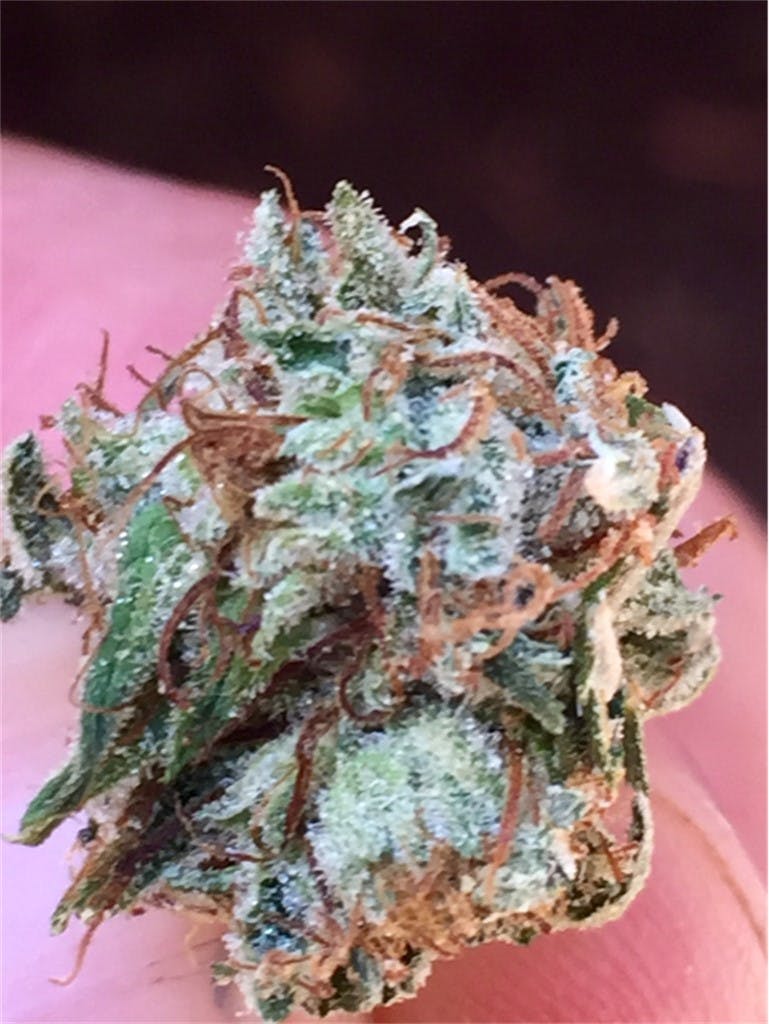 Photos of Northern Lights Weed Strain Buds Leafly