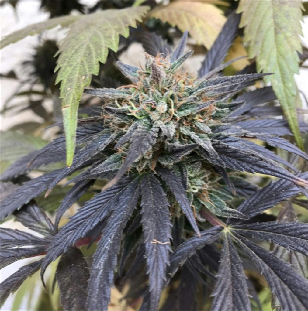 Photos of Northern Lights Weed Strain Buds Leafly