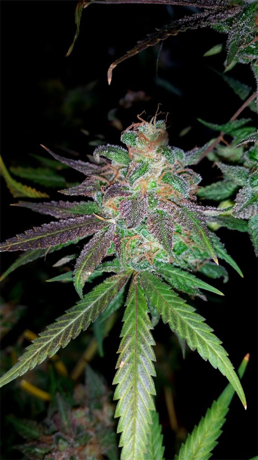 Photos of Northern Lights Weed Strain Buds Leafly