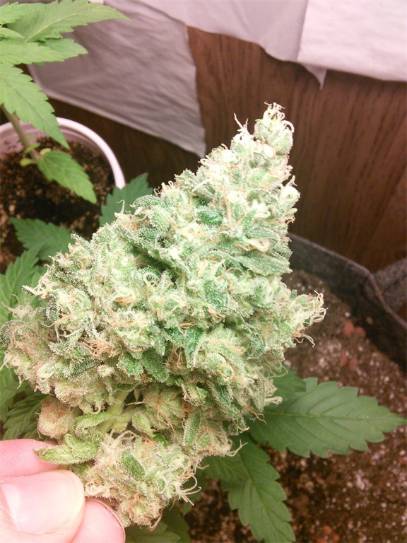 northern lights weed northern lights weed