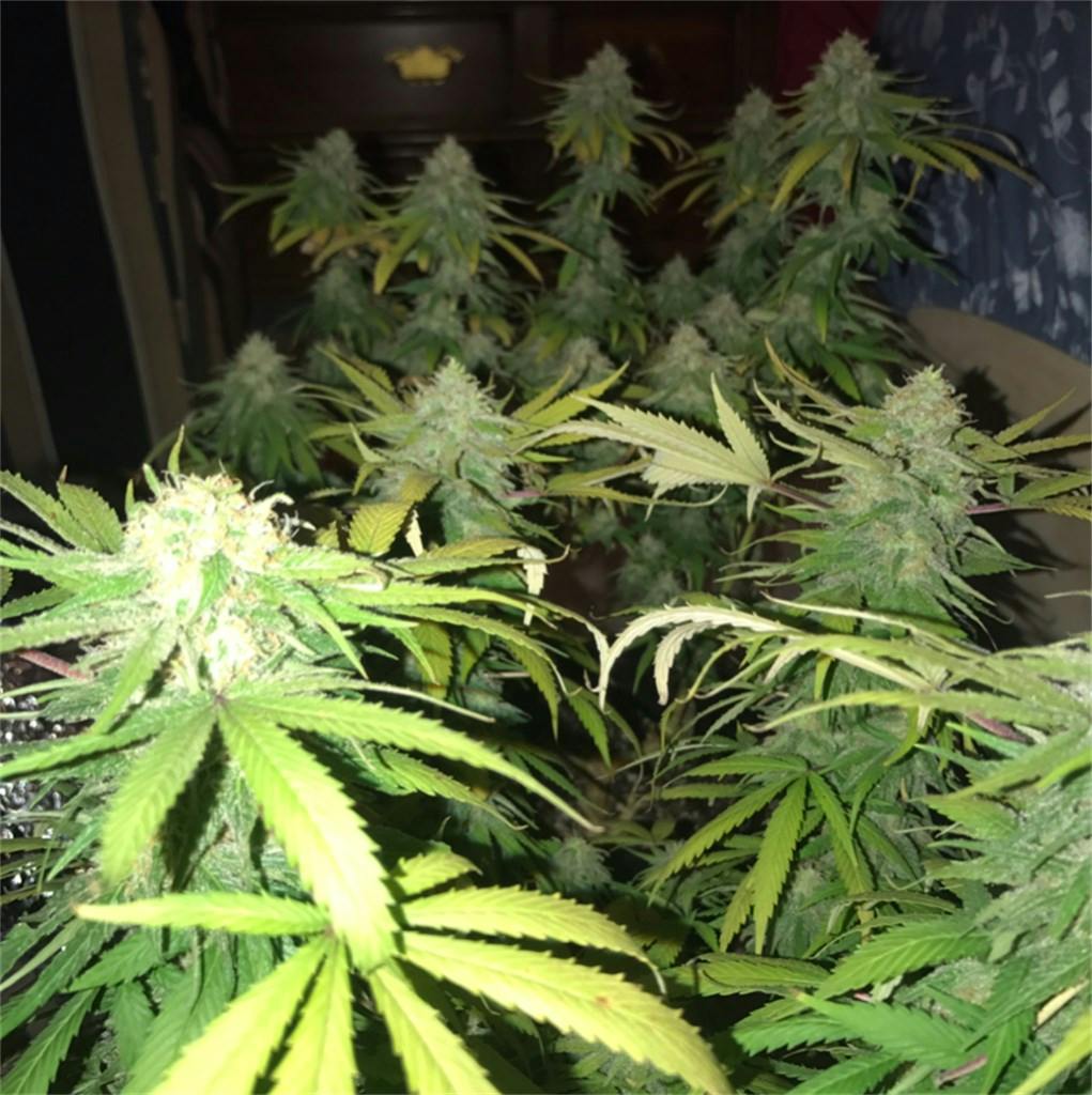 Northern Lights aka NL Weed Strain Information Leafly