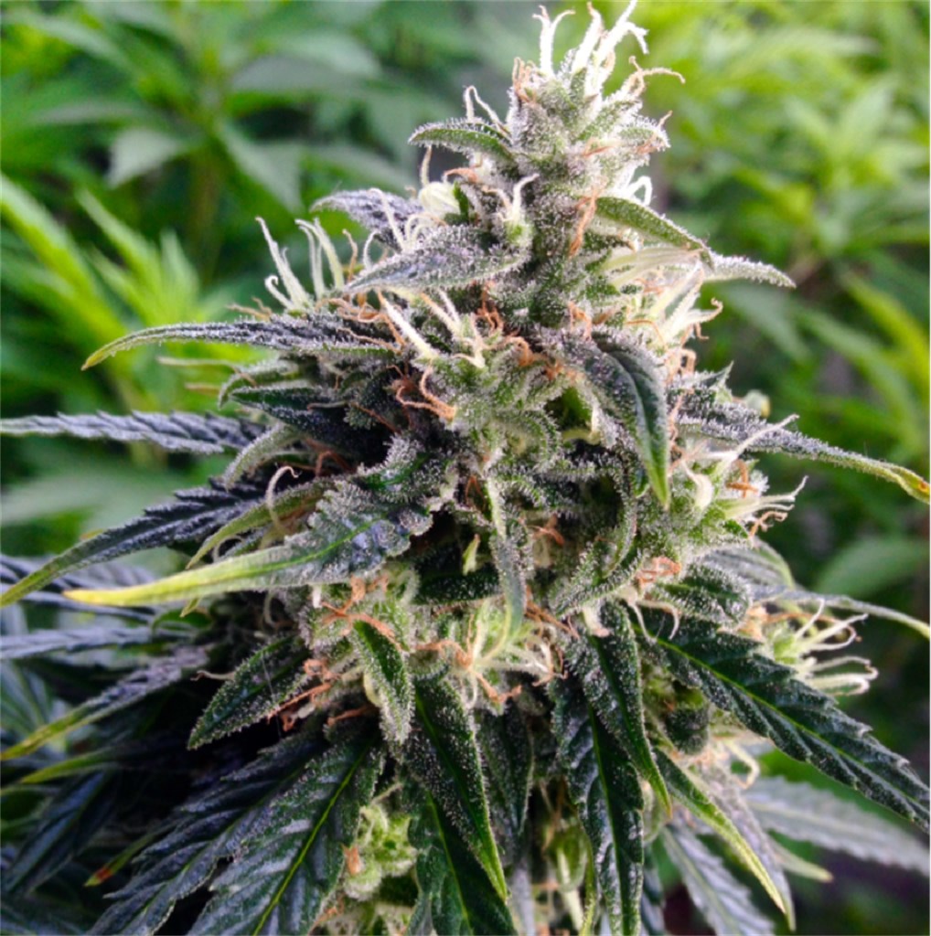 Northern Lights seeds (feminized) - WSE - Delivery Guaranteed