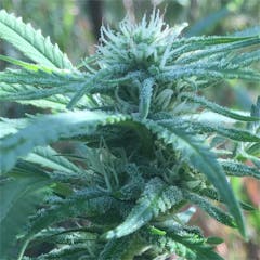 User uploaded image of Northern Lights