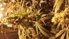 User uploaded image of Northern Skunk