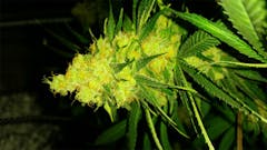 User uploaded image of Northern Skunk