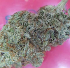 User uploaded image of Northern Skunk