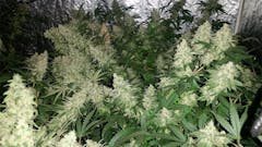 User uploaded image of Northern Skunk