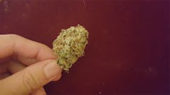User uploaded image of Northern Skunk