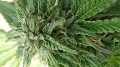 User uploaded image of Northern Skunk