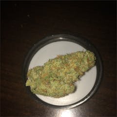 User uploaded image of Northern Skunk