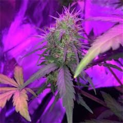 User uploaded image of NY-47