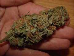 User uploaded image of NY Cheese