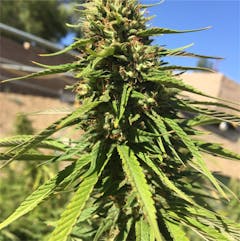 User uploaded image of NYPD