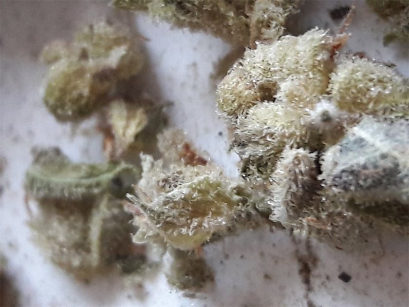 Photos of NYPD Weed Strain Buds Leafly