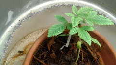 User uploaded image of NYPD