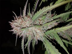 User uploaded image of Obama Kush