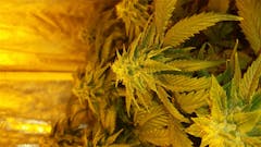 User uploaded image of OG #18