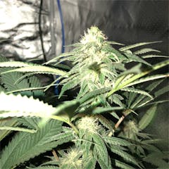 User uploaded image of OG #18