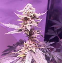 User uploaded image of OG #18