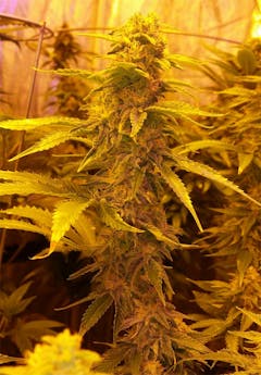 User uploaded image of OG #18