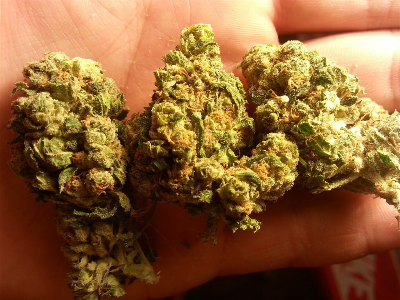 Photos of OG Cheese Weed Strain Buds Leafly