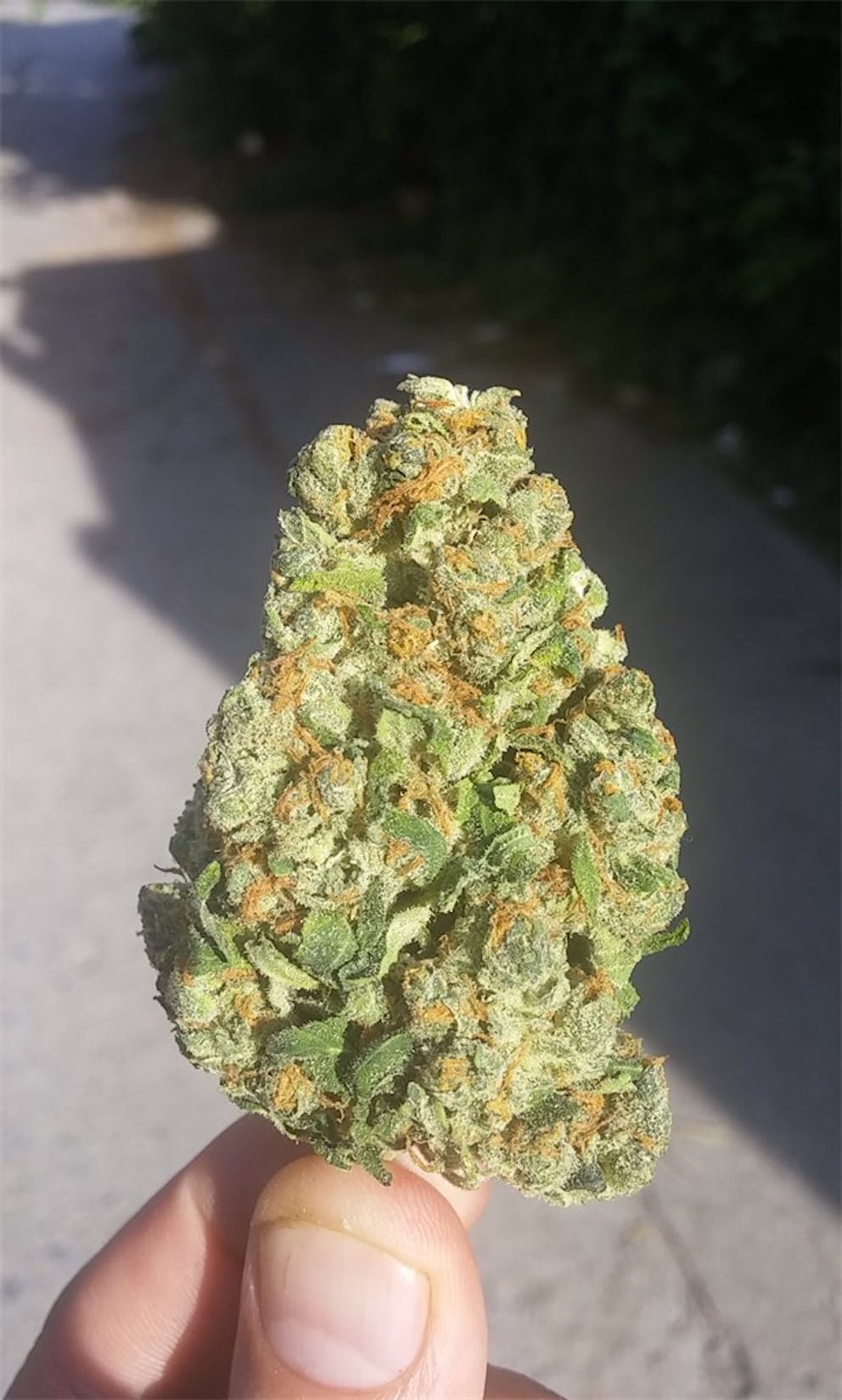 Photos of OG Cheese Weed Strain Buds Leafly