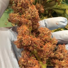 User uploaded image of OG Cheese