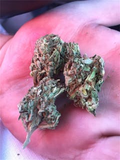 User uploaded image of OG Cheese